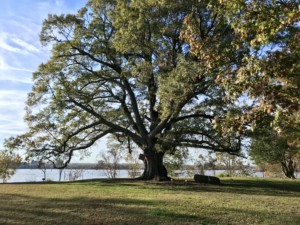 Willow Oak Tree